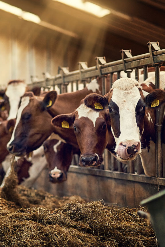 Agricultural wastes